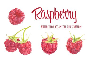 Beyaz arka planda izole edilmiş suluboya ahududu seti. El çizimi suluboya botanik çizimi.