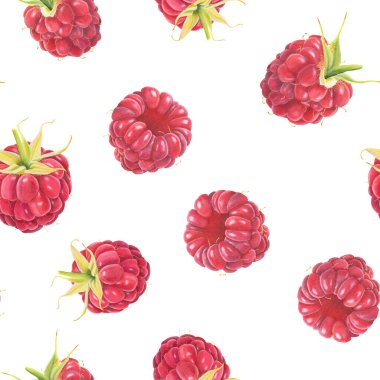 Beyaz arka planda izole edilmiş suluboya ahududu desenleri. El çizimi suluboya çizimi.