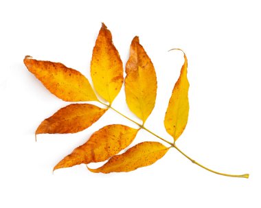 Dişbudak ağacının sonbahar yaprakları beyaz arkaplanda izole.