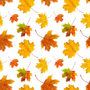 Sonbahar akçaağaç yaprakları beyaz arkaplanda izole edilmiş kusursuz desen.