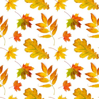 Sonbahar ile Seamless modeli üzerinde izole beyaz arka plan bırakır.