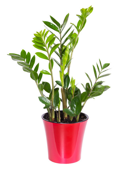 Zamioculcas isolated on white background