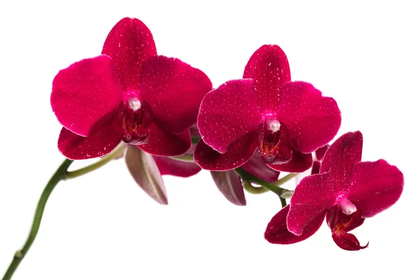 Flor de orquídea cor vermelha isolada no fundo branco — Fotografia de Stock