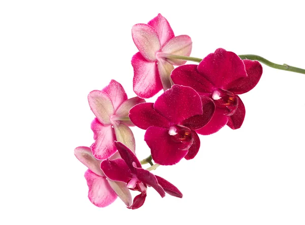 Flor de orquídea cor vermelha — Fotografia de Stock