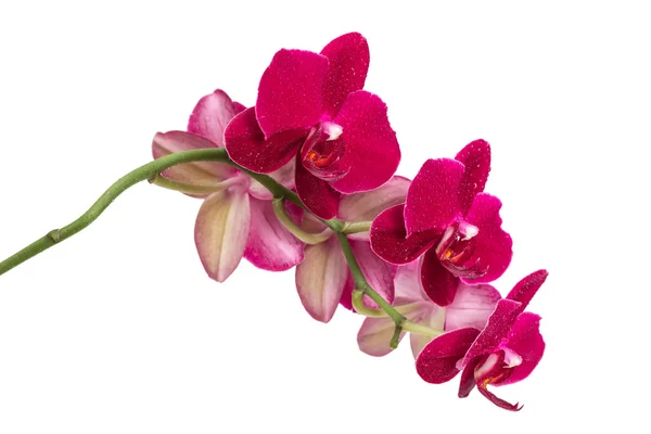 Orchid flower red color — Stock Photo, Image