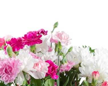 Pembe ve beyaz Karanfil çiçek  