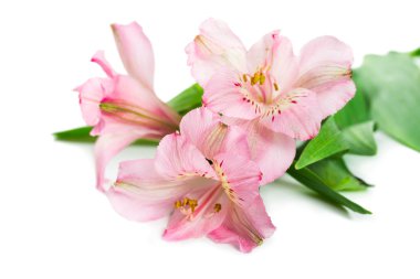 Çiçek açan çiçek Alstroemeria 