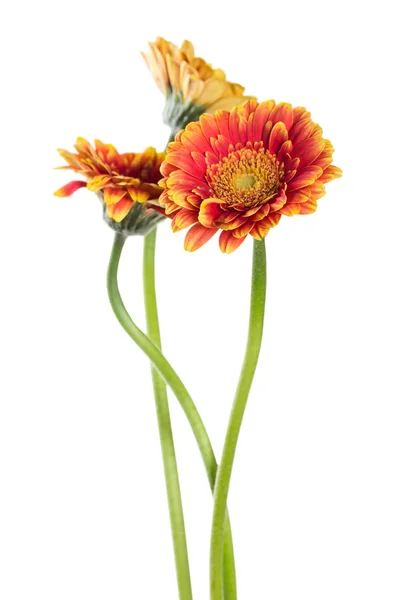 Üç turuncu gerbera — Stok fotoğraf