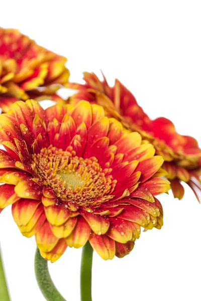 Oranje Gerbera met waterdruppels — Stockfoto