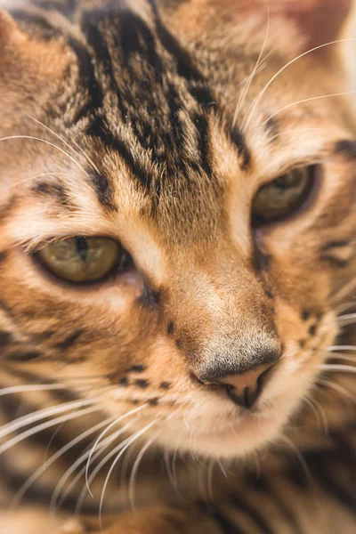 Портрет червоного таббі кошеня — стокове фото