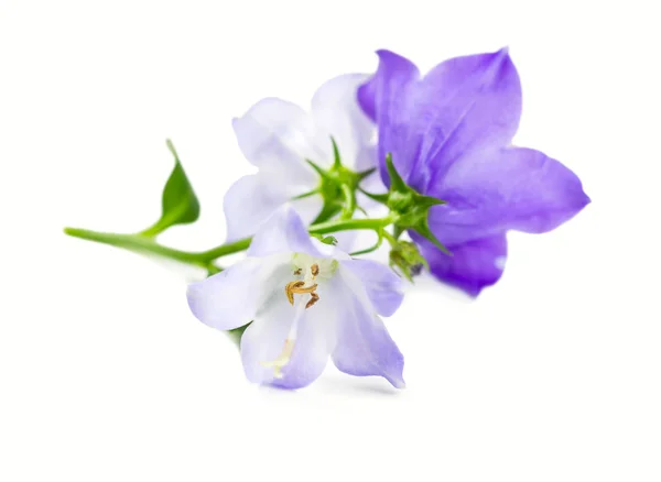 Rama flor de arándano —  Fotos de Stock