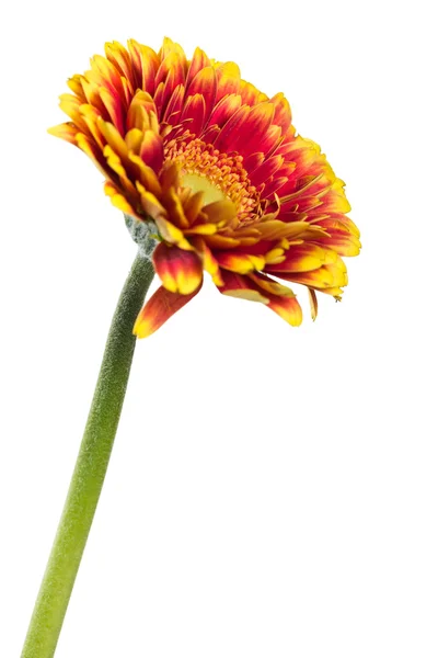 Πορτοκαλί λουλούδι ζέρμπερα — Φωτογραφία Αρχείου