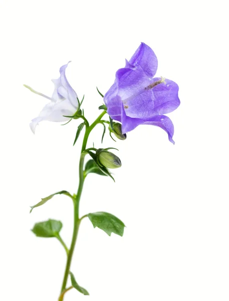 Şube bluebell çiçek — Stok fotoğraf