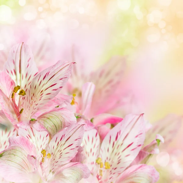 Pembe çiçekler alstroemeria — Stok fotoğraf