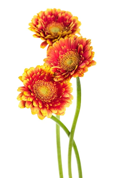 Üç çiçek turuncu gerbera — Stok fotoğraf