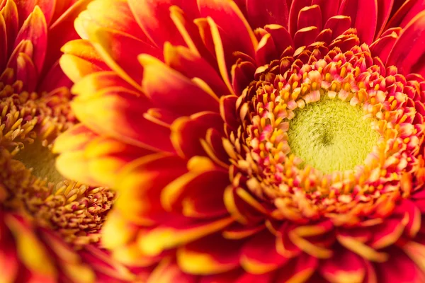 Achtergrond van bloemen gerbera — Stockfoto