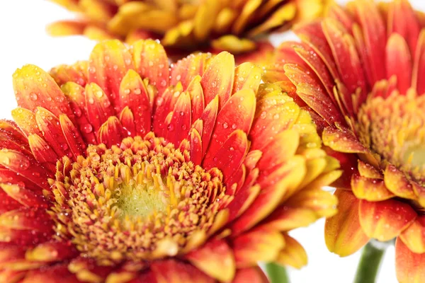 Fondo de flores gerbera con gotas de rocío —  Fotos de Stock