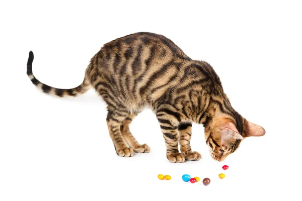 Kitten breed toyger playing with colorful candy. — Stock Photo, Image