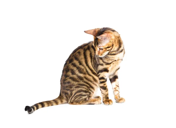 Kitten breed toyger — Stock Photo, Image