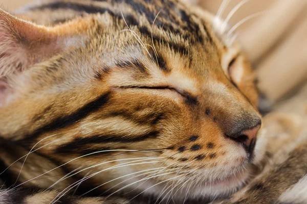 Сплячий червоний таббі кошеня, крупним планом . — стокове фото