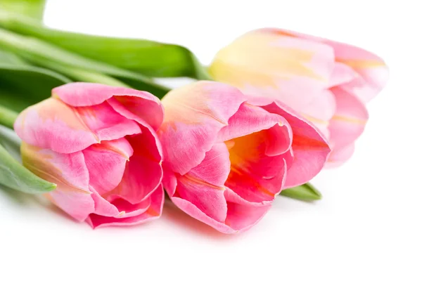 Three pink tulips — Stock Photo, Image
