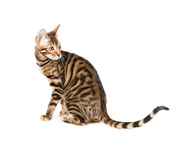 Kitten breed toyger — Stock Photo, Image