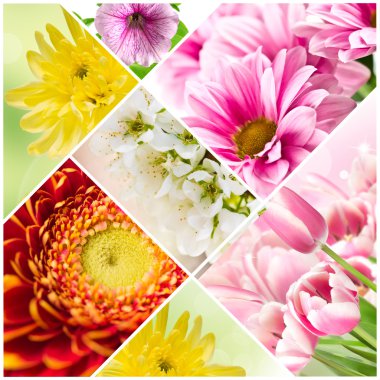 kolaj bir çiçek açan çiçekler