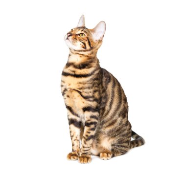 Yavru kedi doğurmak toyger  