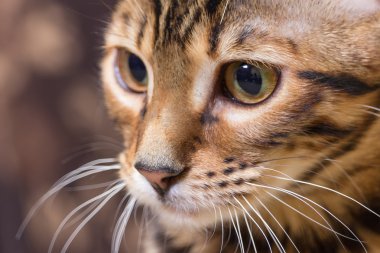 Kahverengi uskumru tekir kedi portresi