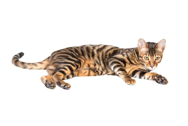 Cat breed toyger on white background — Stock Photo, Image