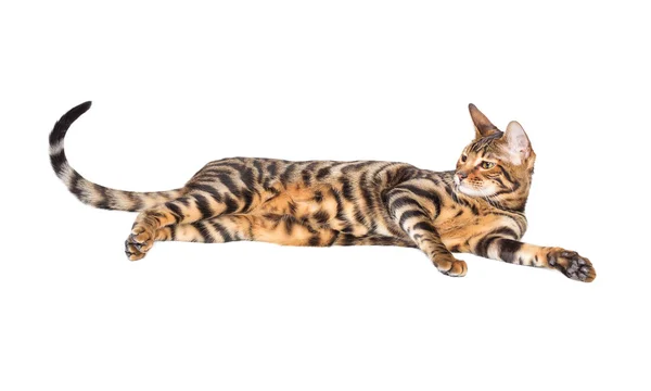 Cat breed toyger — Stock Photo, Image