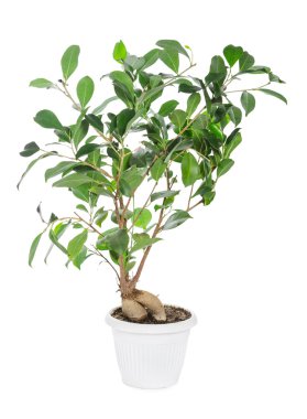 Ficus ginseng in pot 