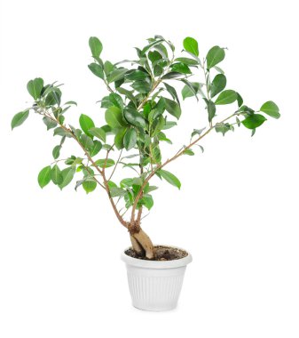 Ficus Ginseng 