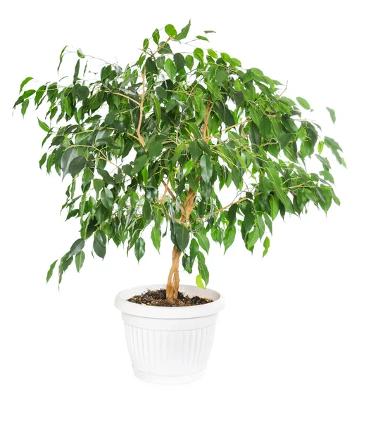 Ficus benjamina isolé sur fond blanc . — Photo