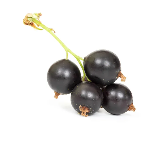 Berries of black currant — Stock Photo, Image