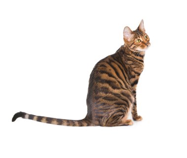 Kedi doğurmak toyger