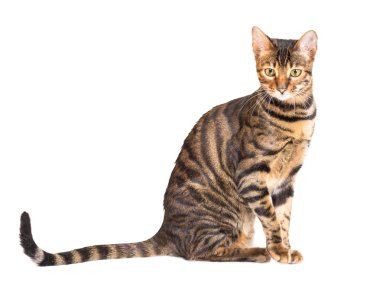 Kedi doğurmak toyger beyaz arka plan üzerinde