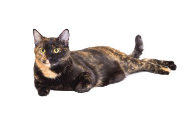 Karışık cins kedi kaplumbağa kabuğu rengi 