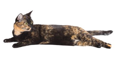 Karışık cins kedi kaplumbağa kabuğu rengi