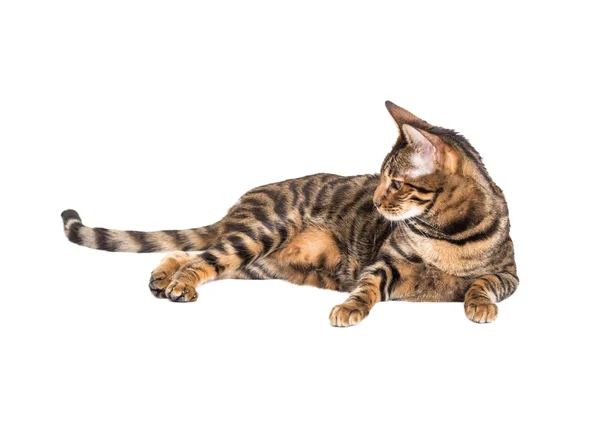 Cat breed toyger — Stock Photo, Image