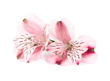 alstroemeria pembe çiçekler 