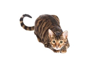 Kedi doğurmak bir şey izlerken Toyger. 