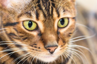 Kedi portresi kahverengi uskumru tekir renk, yakın çekim. 