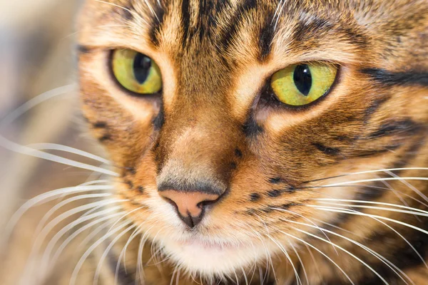 Портрет кота коричневого макреля кольору таббі, крупним планом . — стокове фото