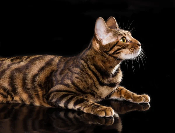 Тойгер породы кошек на черном фоне — стоковое фото