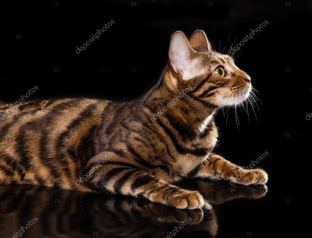Toyger Breed Toyger For Sale Toyger Kittens For Sale From Europe