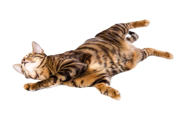 Cat breed toyger isolated on white background — Stock Photo, Image