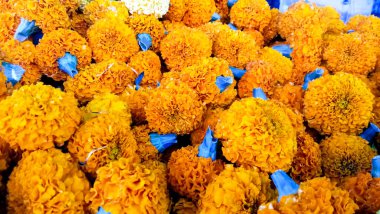 Marigold çiçeklerinin üst görünümü görüntüde izole edilmiş