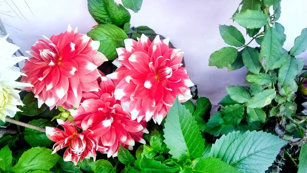 분홍색 Pinnlia Dahlia Pinnata 배경에 보이는 — 스톡 사진
