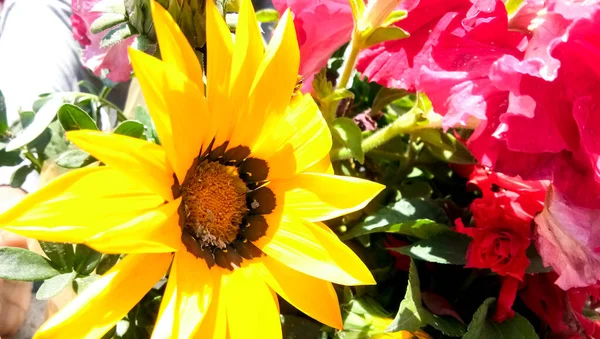 Una Margarita Amarilla Osteospermum Terraza Con Flores Amarillas Planta Jardín — Foto de Stock